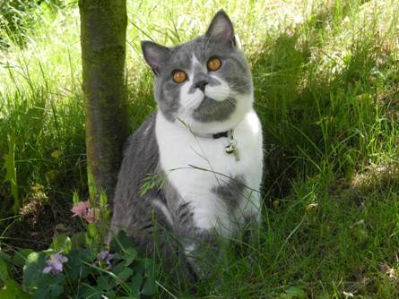 Garten und Katzen 03.06.2011 041 (101).jpg
