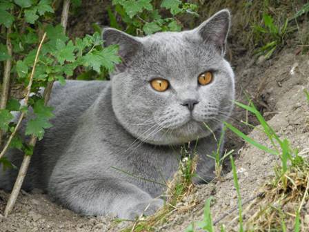 Garten und Katzen 03.06.2011 041 (71).jpg
