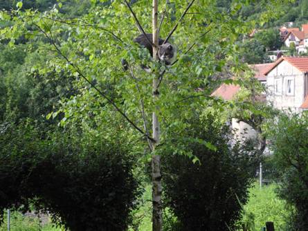 Gartenkatzen Mitte Juli 006.jpg
