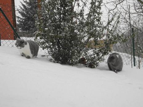 Anton & Alwin in the garden.jpg