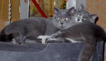 antonia_ehemalige_kitten_2