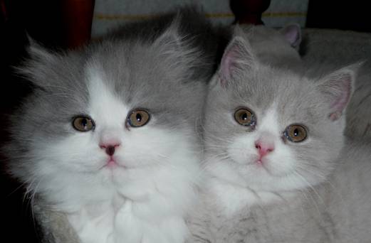 Desiree mit Debby.jpg