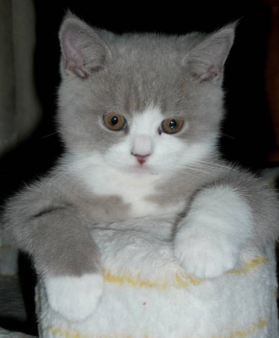 Dusty 10.jpg