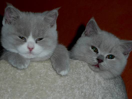 Desiree und Darlyn.jpg