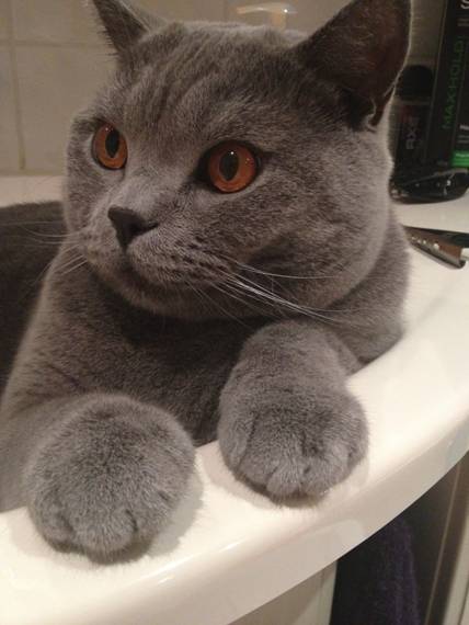 Buddy 2013.JPG