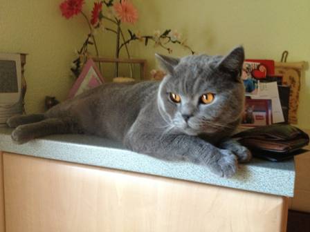 Buddy 2013 4.JPG