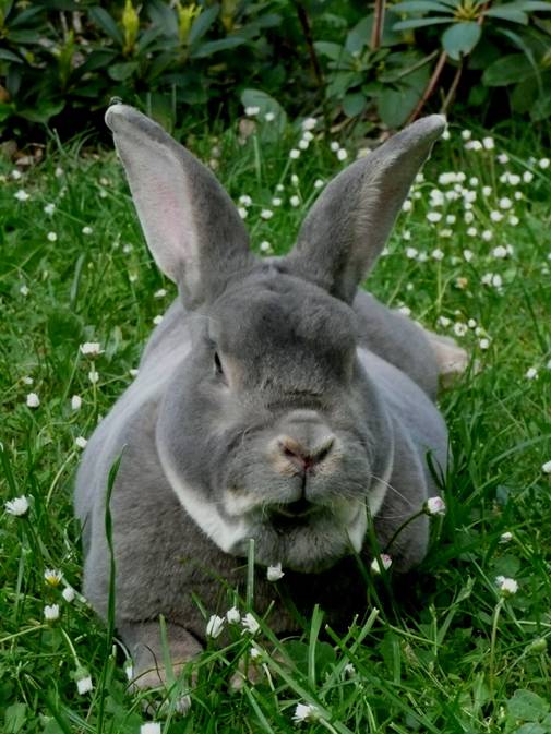 Hasi 2.jpg