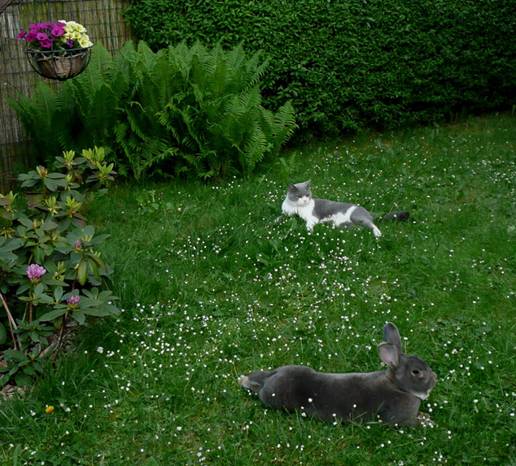 hase 1.jpg