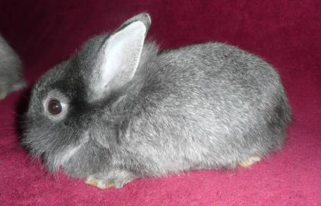 Kaninchen 3.jpg