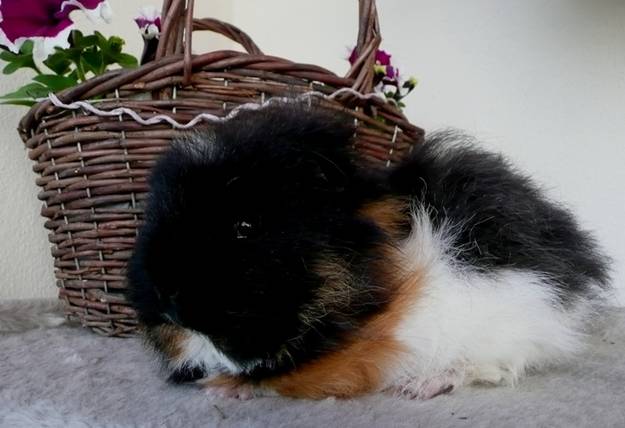 Schw.Teddy 1.jpg